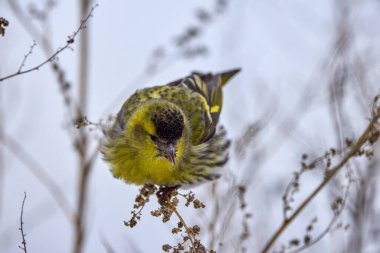 (Spinus spinus) Bir bitkinin üzerindeki Avrasya siderisi, tohumları yiyor (Spinus spinus).