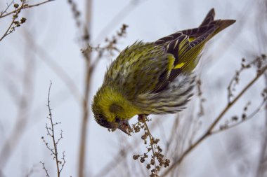 (Spinus spinus) Bir bitkinin üzerindeki Avrasya siderisi, tohumları yiyor (Spinus spinus).