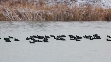 Bir grup Fulica atra gölde yüzüyor..