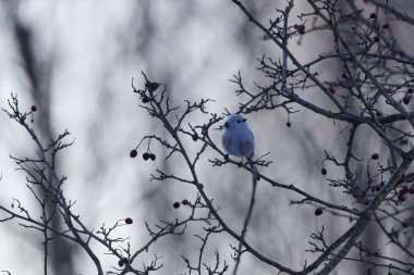 Güzel (Aegithalos caudatus) bir kış günü bir ağacın dallarında.