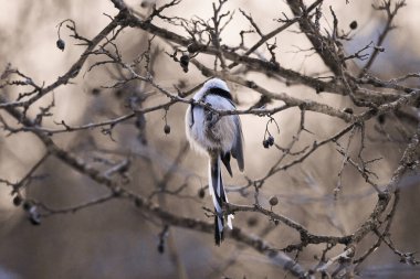 Güzel (Aegithalos caudatus) bir kış günü bir ağacın dallarında.