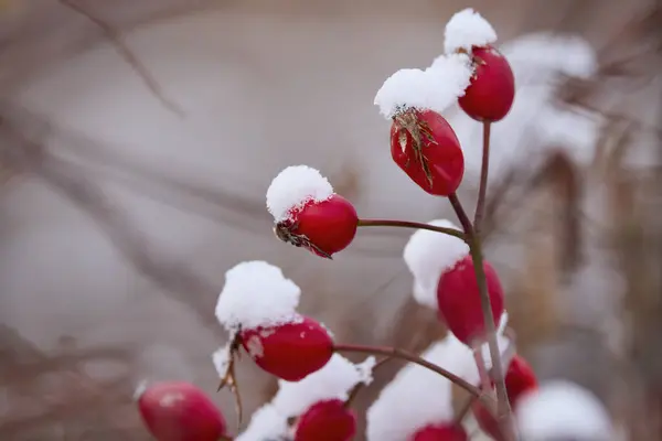 rose hips with snow on them on a winter\'s day.