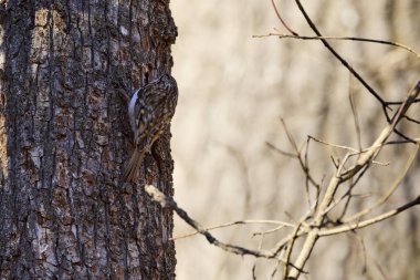 (Ağacın kabuğunu çekiçle çekiçleyerek yiyecek arayan bir ağaçta..