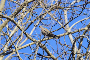 Kışın bir ağacın dalları arasında Streptopelia decaocto.