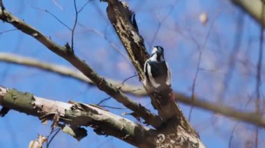 (Dendrocopos major) Güneşli bir günde bir ağaçta yiyecek arıyor..