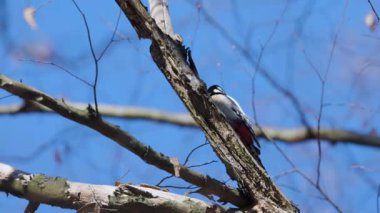(Dendrocopos major) Güneşli bir günde bir ağaçta yiyecek arıyor..