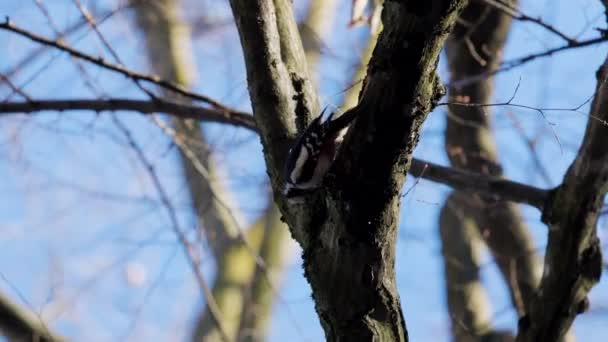 Dendrocopos Μείζονα Ένα Δέντρο Μια Ηλιόλουστη Μέρα Ψάχνει Για Φαγητό Βίντεο Αρχείου