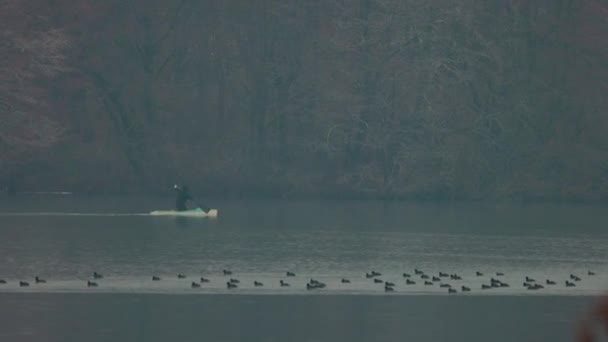 Grupa Fulica Atra Jeziorze Późnym Wieczorem Zimowy Dzień — Wideo stockowe