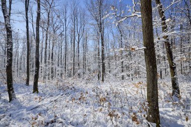 Güneşli bir günde ormanlık ve karlı güzel kış manzarası