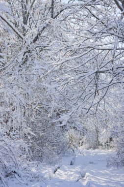 Karlı ağaç dalları olan güzel kış manzarası.