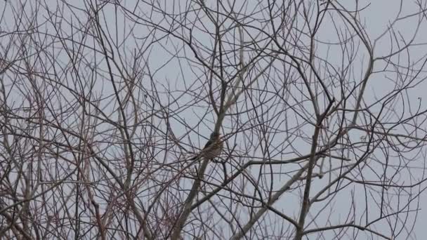 Turdus Philomelos Δέντρο Μια Χειμωνιάτικη Μέρα — Αρχείο Βίντεο
