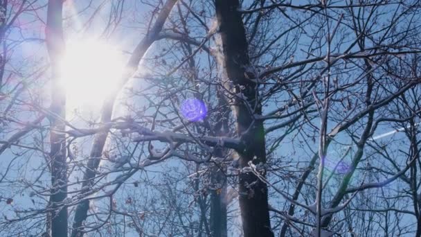 Сонце Світить Крізь Ліс Зимовий День — стокове відео