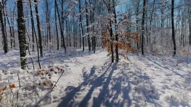 Погляньте Людину Йде Лісі Взимку — стокове відео