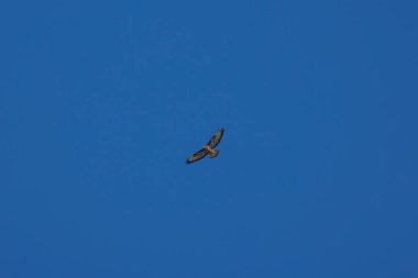 (Mavi gökyüzünde uçuyor..