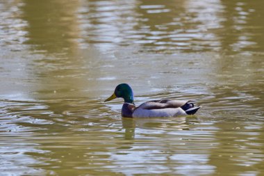 Güneşli bir kış gününde parkta bir gölde vahşi ördek.