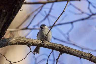 (Parus major) Kışın ağaçların arasından yiyecek aramak.