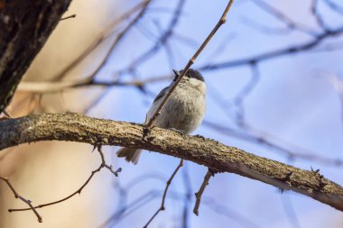 (Parus major) Kışın ağaçların arasından yiyecek aramak.