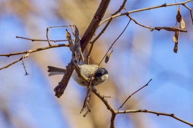 (Parus major) Kışın ağaçların arasından yiyecek aramak.
