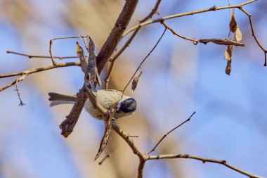 (Parus major) Kışın ağaçların arasından yiyecek aramak.