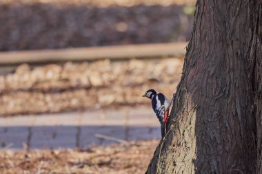 Leiopicus medius, bir ağaçta yiyecek arıyor.