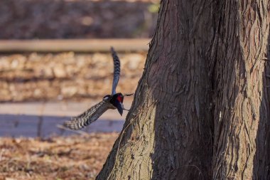 Leiopicus medius, bir ağaçta yiyecek arıyor.