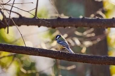 (Parus major) Kışın ağaçların arasından yiyecek aramak.