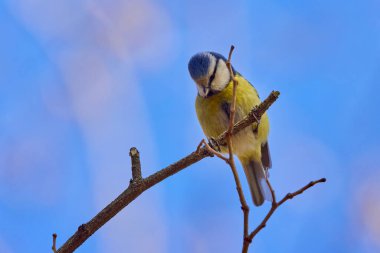 (Parus major) Kışın ağaçların arasından yiyecek aramak.
