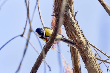 (Parus major) Kışın ağaçların arasından yiyecek aramak.