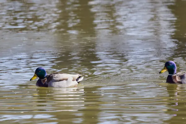 Güneşli bir kış gününde parkta bir gölde vahşi ördek.