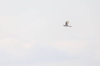 Gökyüzünde yalıtılmış büyük beyaz bir balıkçıl..