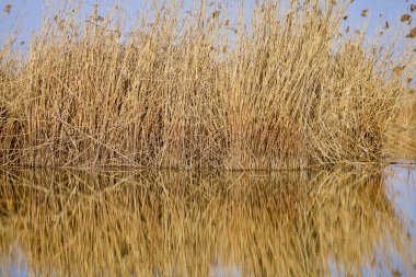 Suyun parlaklığına yansıyan bir göldeki sazlık grubu.