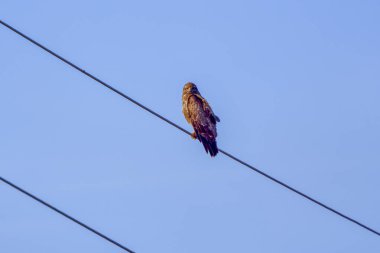 Bir kartal aşağıdan görülen bir güç kablosu üzerinde