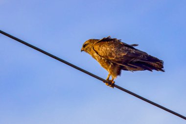 Bir kartal aşağıdan görülen bir güç kablosu üzerinde