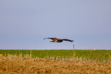 Bir kartal bir tarlanın üzerine iniyor..