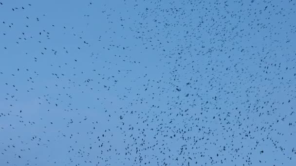 一大群乌鸦在天空的背景下慢吞吞地飞翔 — 图库视频影像