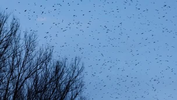 Eine Große Gruppe Krähen Fliegt Zeitlupe Vor Dem Hintergrund Des — Stockvideo