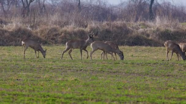 Group Deer Grazing Field Beginning Spring — Stock Video