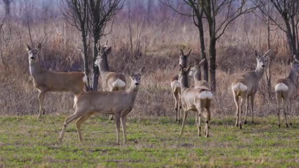 Group Deer Field Running Being Alerted — Stock Video