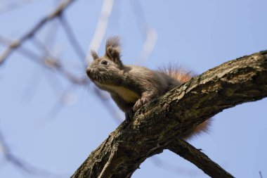 Ağacın dallarında bir sincap.