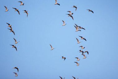 Mavi gökyüzünde uçan bir grup martı.