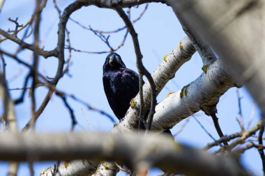 Güneşli bir bahar gününde ağaç dalında oturan bir karga.