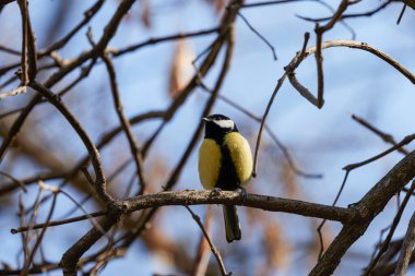 (Parus major) Bir bahar günü bir ağaç dalında.