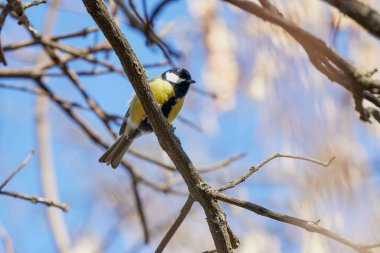 (Parus major) Bir bahar günü bir ağaç dalında.