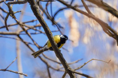 (Parus major) Bir bahar günü bir ağaç dalında.