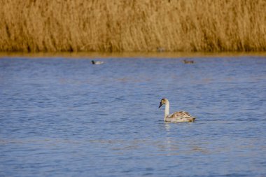 Bir bahar günü gölde genç bir kuğu.