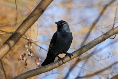 Güneşli bir bahar gününde ağaç dalında oturan bir karga.