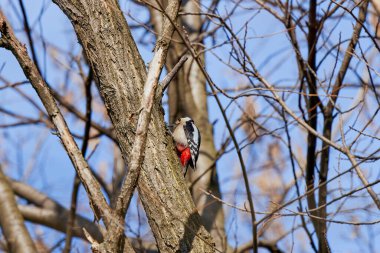 Bir ağaçkakan yemek ararken ağaçta.