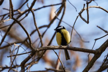 (Parus major) Bir bahar günü bir ağaç dalında.