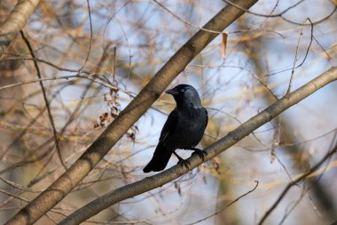 Güneşli bir bahar gününde ağaç dalında oturan bir karga.