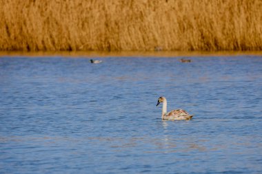 Bir bahar günü gölde genç bir kuğu.